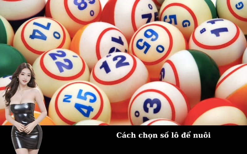 Cách chọn số lô để nuôi